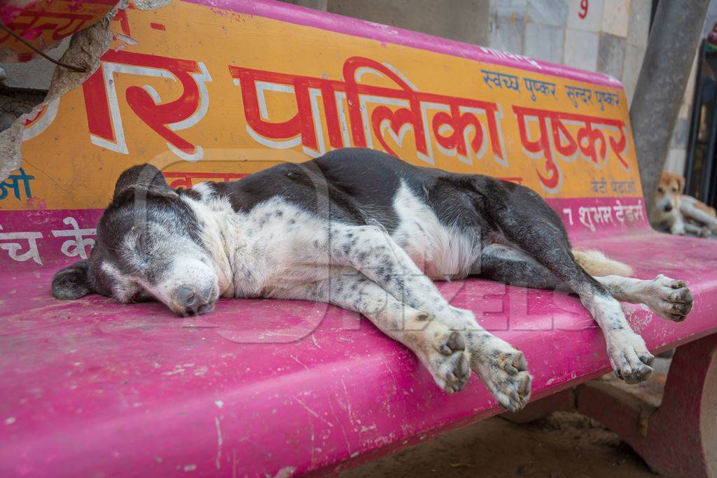 Indian stray or street dog sleeping on a bench in the street in the town of Pushkar in Rajasthan in India