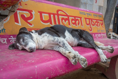 Indian stray or street dog sleeping on a bench in the street in the town of Pushkar in Rajasthan in India