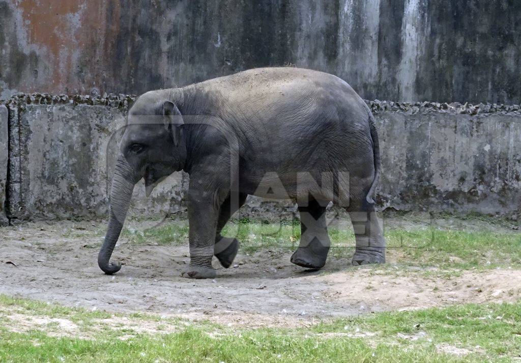 Elephant in captivity in enclosure at Kolkata zoo