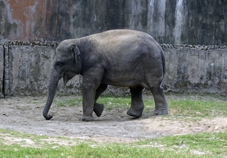 Elephant in captivity in enclosure at Kolkata zoo