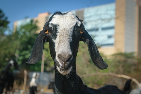 Close up of face of black and white goat on wasteground in an urban city