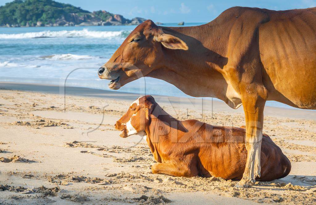 Many cows on the beach in Goa, India