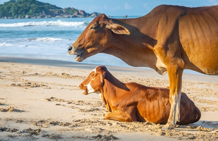 Many cows on the beach in Goa, India