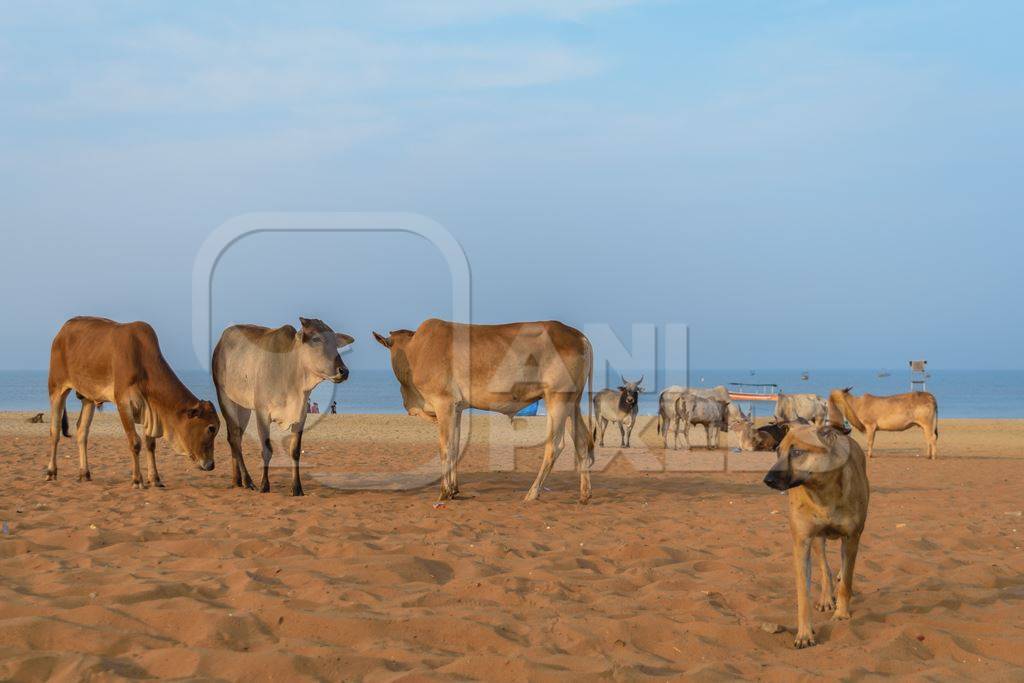 Street cows and street dogs on beach in Goa in India