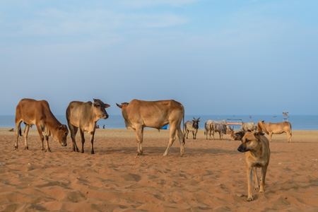 Street cows and street dogs on beach in Goa in India