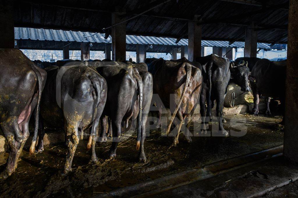 Back view of Indian buffaloes chained up in a line in a dirty stall on an urban dairy farm or tabela, Aarey milk colony, Mumbai, India, 2023