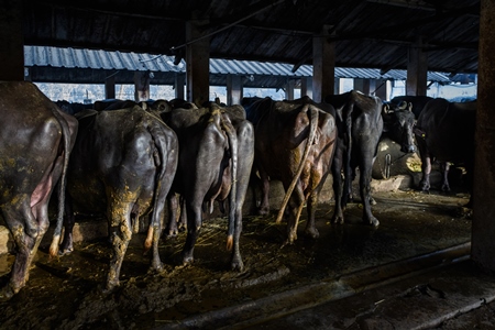 Back view of Indian buffaloes chained up in a line in a dirty stall on an urban dairy farm or tabela, Aarey milk colony, Mumbai, India, 2023