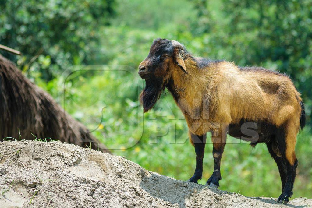 Male goat with beard with green grass background in rural Assam