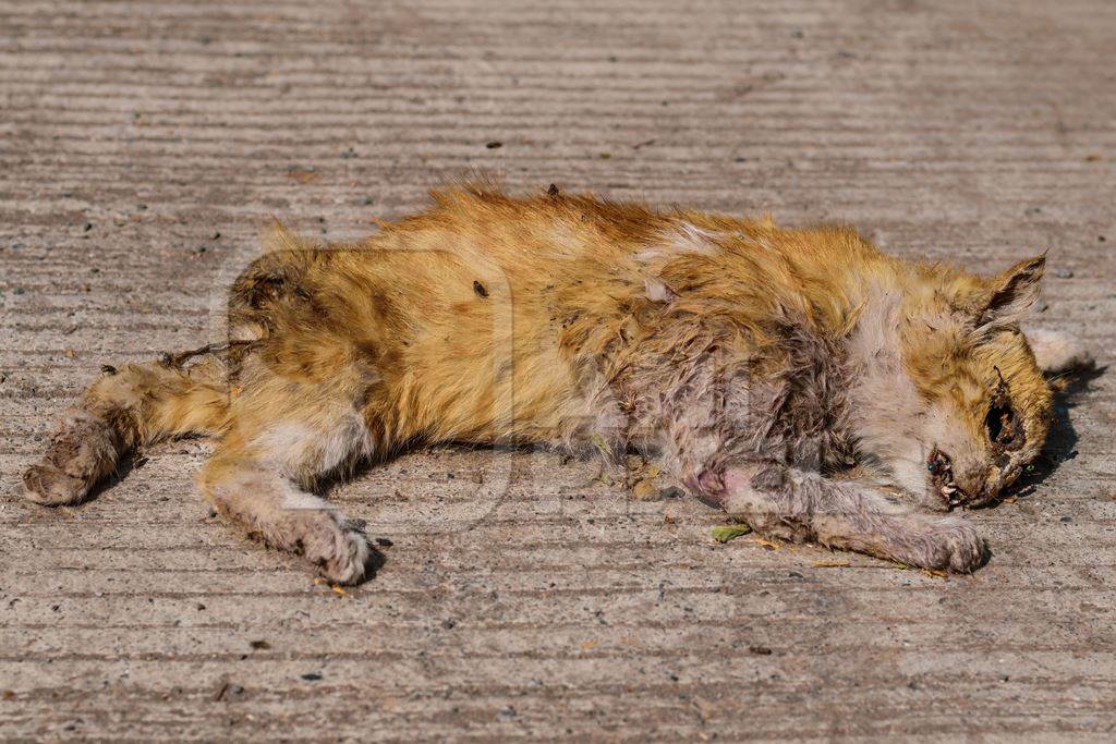 Dead Indian stray street cat killed in road traffic accident, India