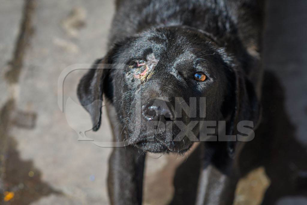 Close up of Indian street dog or stray pariah dog with eye injury in the urban city of Jodhpur, India, 2022