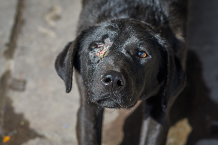 Close up of Indian street dog or stray pariah dog with eye injury in the urban city of Jodhpur, India, 2022
