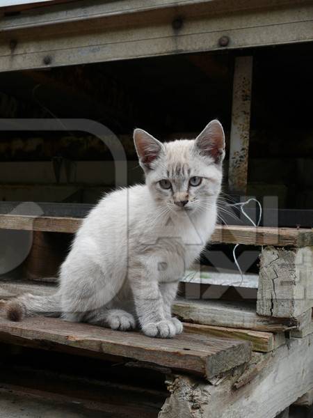 Small grey street kitten sitting on bench