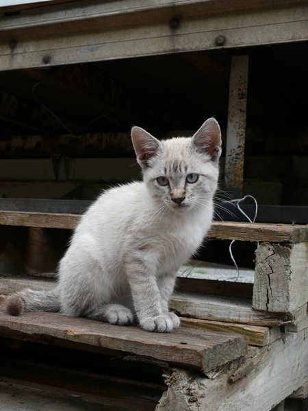 Small grey street kitten sitting on bench