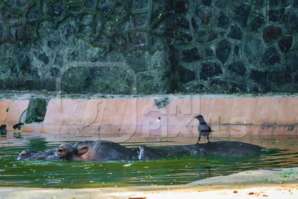 Hippopotamus in dirty pool in Byculla zoo