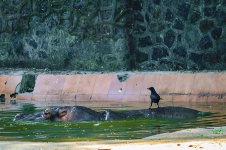 Hippopotamus in dirty pool in Byculla zoo