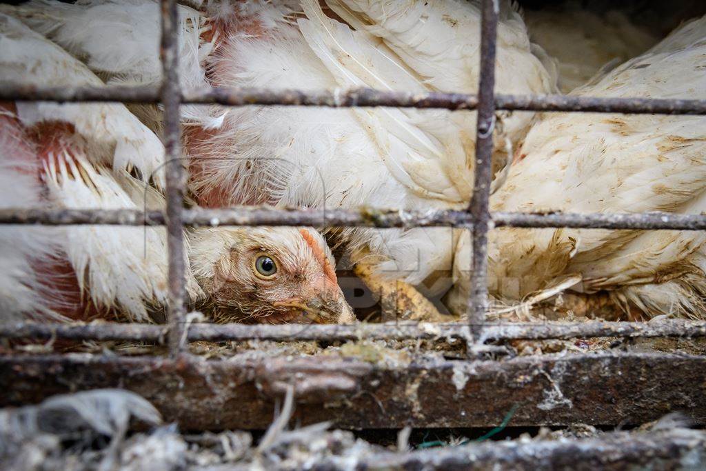Dirty and frightened Indian broiler chickens in cages on large transport trucks at Ghazipur murga mandi, Ghazipur, Delhi, India, 2022