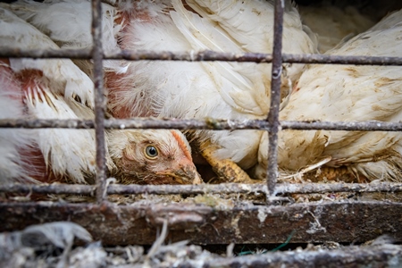 Dirty and frightened Indian broiler chickens in cages on large transport trucks at Ghazipur murga mandi, Ghazipur, Delhi, India, 2022