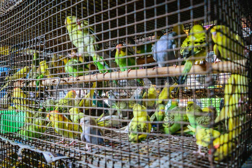 Cockatiels or budgerigars in cage on sale at Crawford pet market
