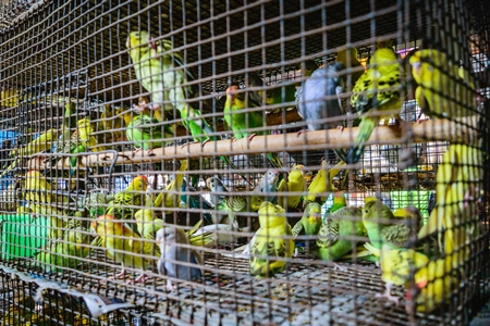 Cockatiels or budgerigars in cage on sale at Crawford pet market