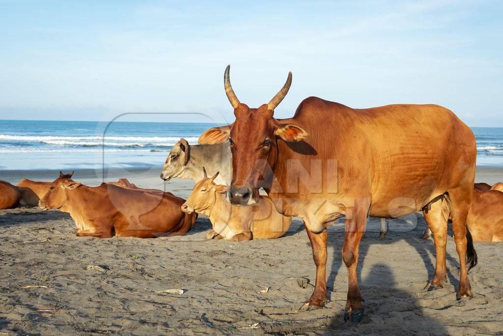 Many cows on the beach in Goa, India