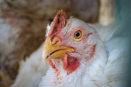 Close up of white broiler chicken in cage outside a chicken poultry meat shop in Pune, Maharashtra, India, 2021