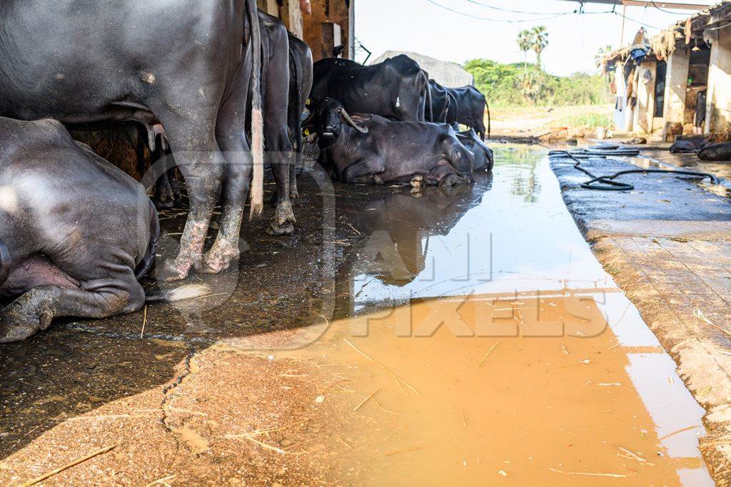 Indian buffaloes tied up in a line with dirty water in a concrete shed on an urban dairy farm or tabela, Aarey milk colony, Mumbai, India, 2023