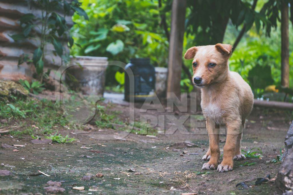 One cute stray puppy by a metal shack