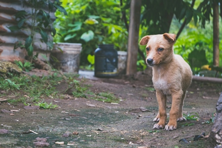 One cute stray puppy by a metal shack