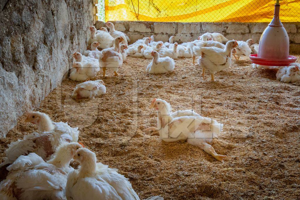 Crippled Indian broiler chicken lying in a poultry farm in Maharashtra in India, 2021