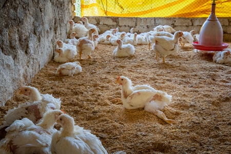 Crippled Indian broiler chicken lying in a poultry farm in Maharashtra in India, 2021
