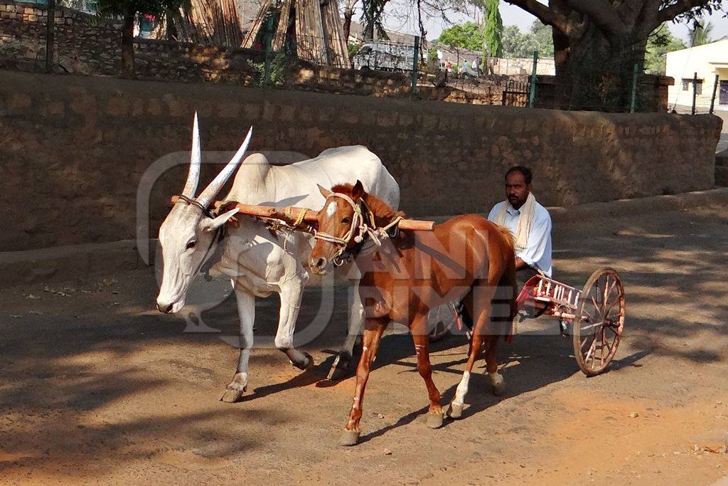 Bullock and horse harnessed together to pull a cart with man