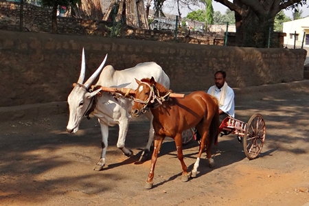 Bullock and horse harnessed together to pull a cart with man