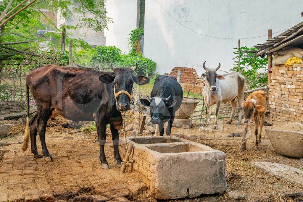 Several cows and calf on a dairy farm in a rural village in Bihar, India, 2018