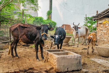 Several cows and calf on a dairy farm in a rural village in Bihar, India, 2018