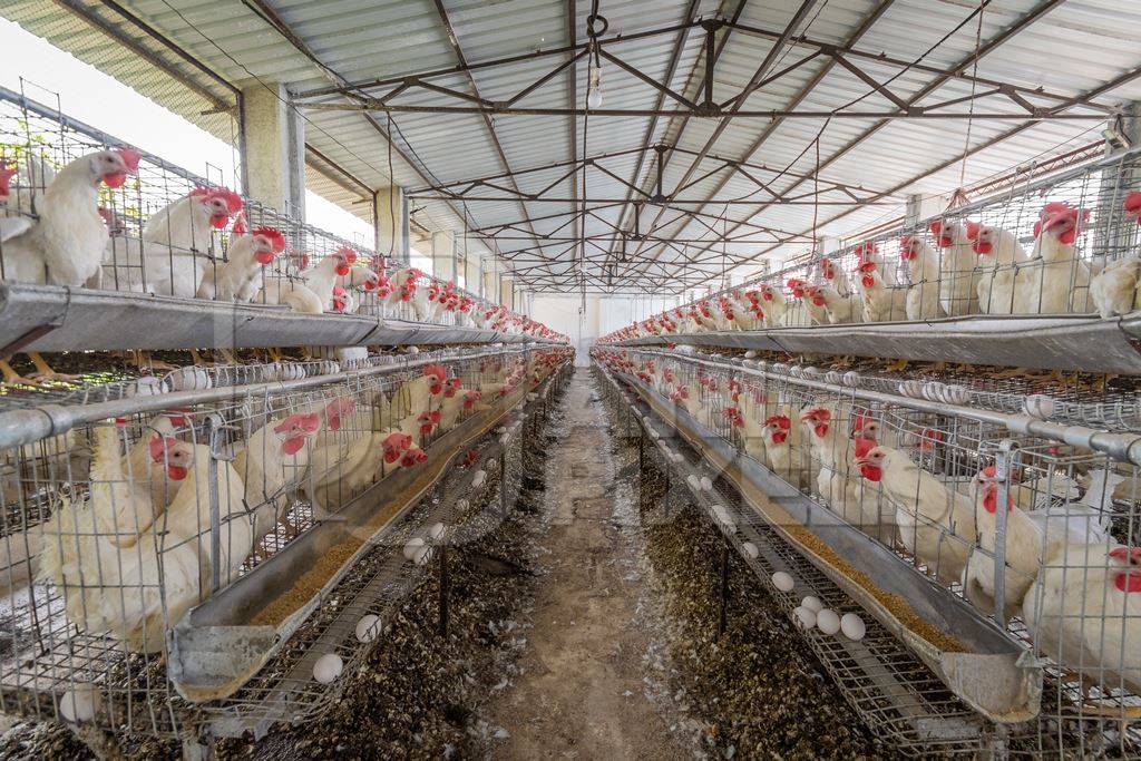 View of hundreds of layer hens or chickens in battery cages on a poultry layer farm or egg farm in rural Maharashtra, India, 2021