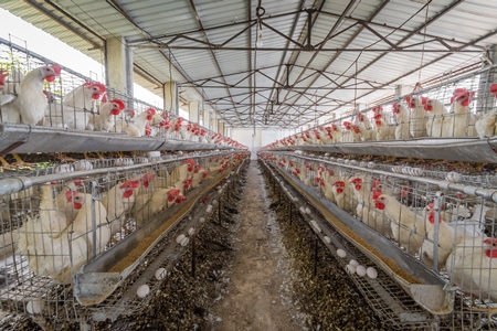 View of hundreds of layer hens or chickens in battery cages on a poultry layer farm or egg farm in rural Maharashtra, India, 2021