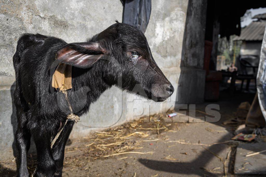 Indian buffalo calf with eye infection on an urban dairy farm or tabela, Aarey milk colony, Mumbai, India, 2023