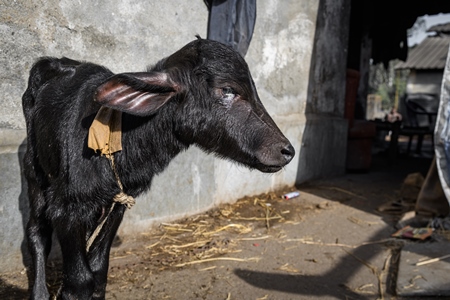 Indian buffalo calf with eye infection on an urban dairy farm or tabela, Aarey milk colony, Mumbai, India, 2023