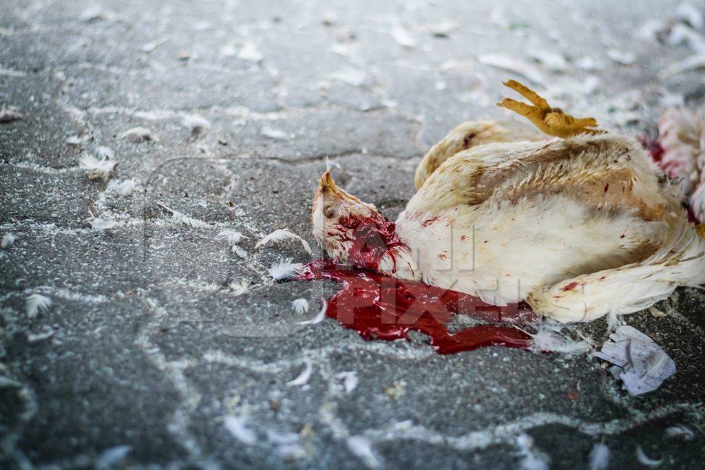 Dead broiler chickens on the ground fallen from transport trucks near Crawford meat market in urban city