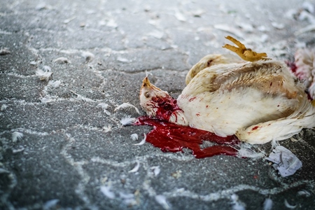 Dead broiler chickens on the ground fallen from transport trucks near Crawford meat market in urban city