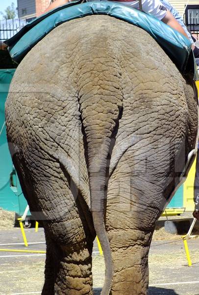 Rear view of elephant used for tourist rides