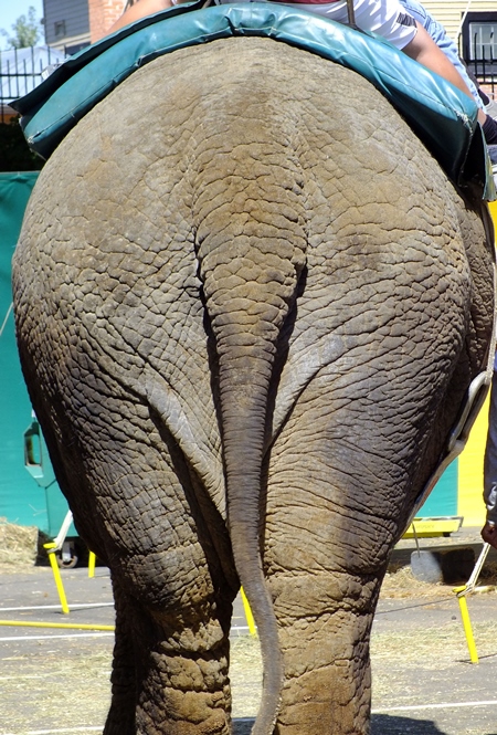 Rear view of elephant used for tourist rides