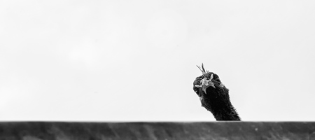 Peacock peeking over wall in black and white