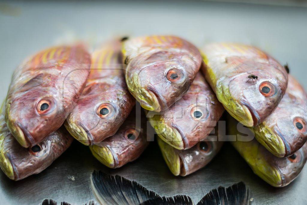 Fish on sale at a stall in an urban city