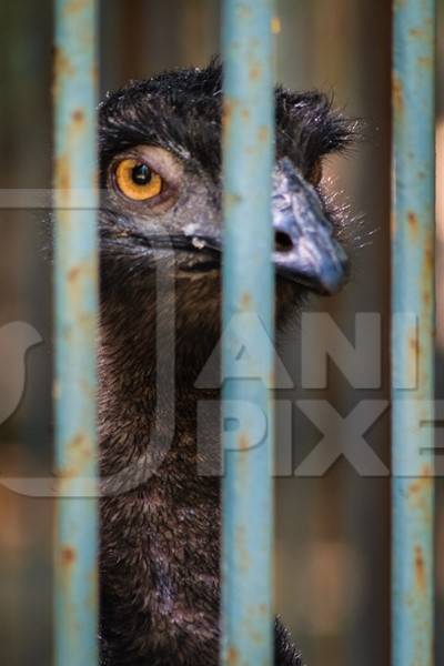 Emu in captivity with tattered feathers looking through bars of dirty cage