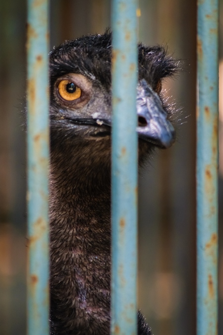 Emu in captivity with tattered feathers looking through bars of dirty cage