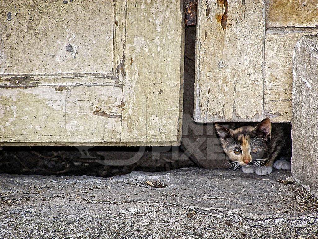 Tiny kitten peeping out from under cream door