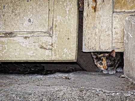 Tiny kitten peeping out from under cream door