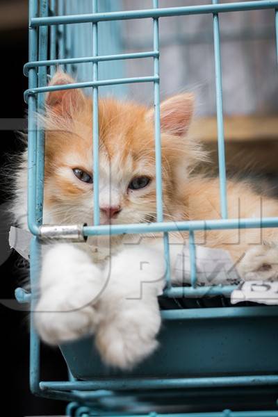 Pedigree breed kitten in cage on sale at Crawford pet market