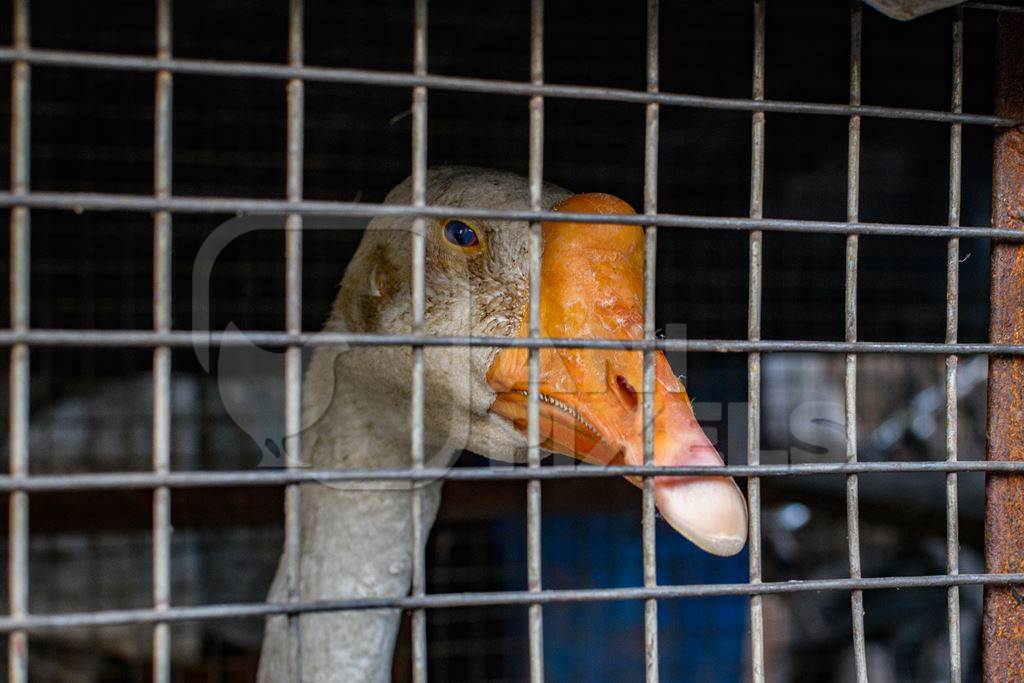 Goose in a dark and dirty cage in a street in Kolkata, India, 2022